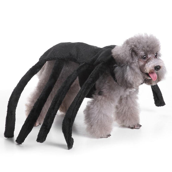 Halloween Spider Dog Costume